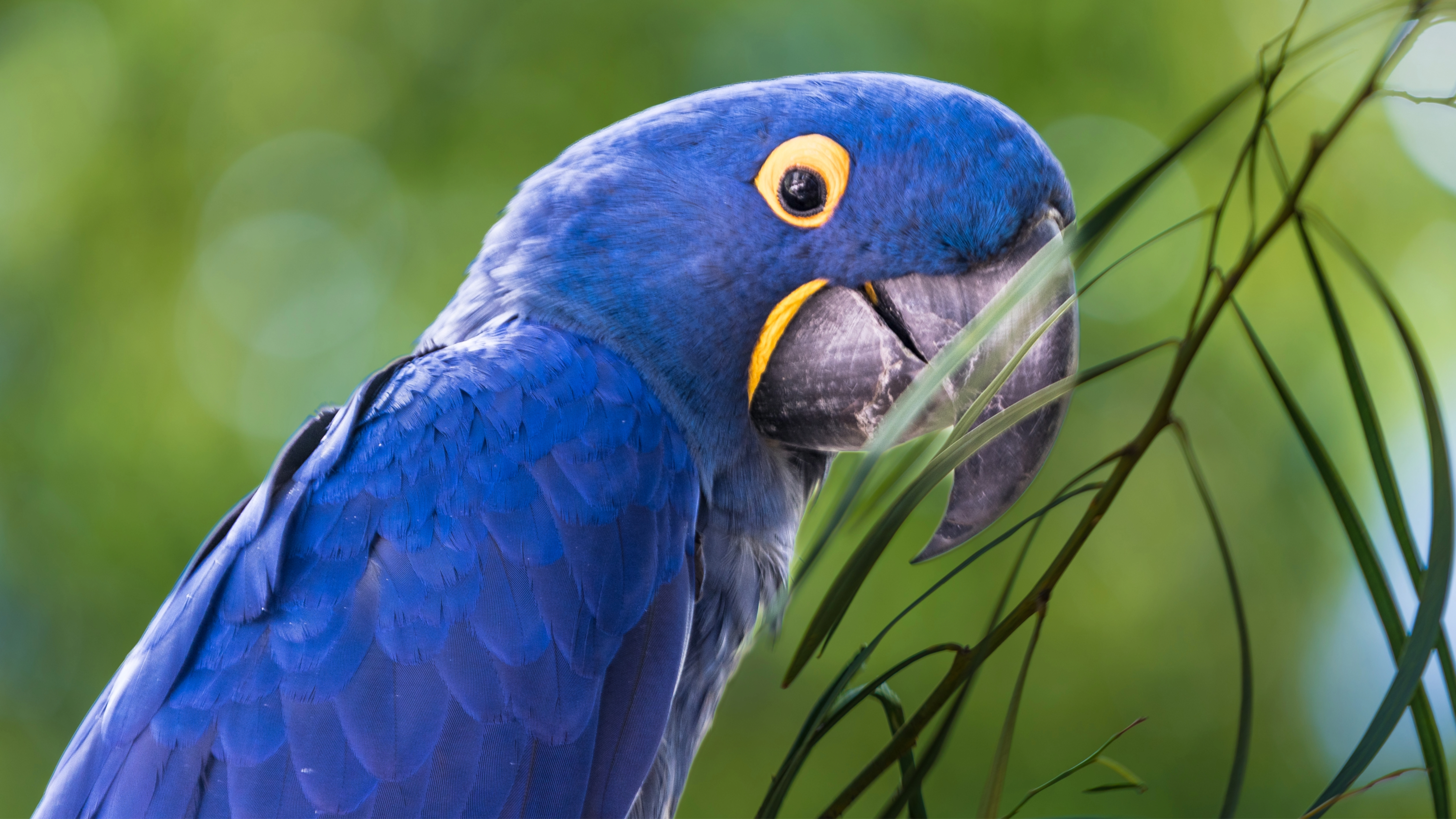 Hyacinth Macaw