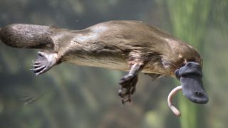 a duck-billed platypus swimming underwater with a worm in its mouth