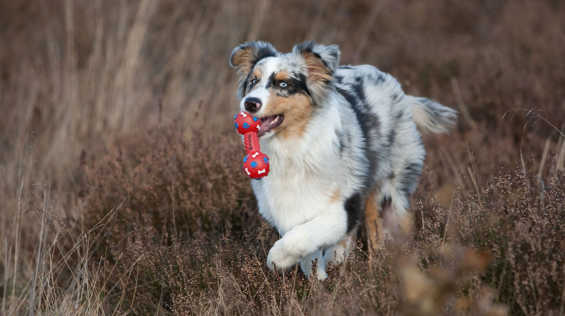 Australian shepherd dog retrieving chew toy