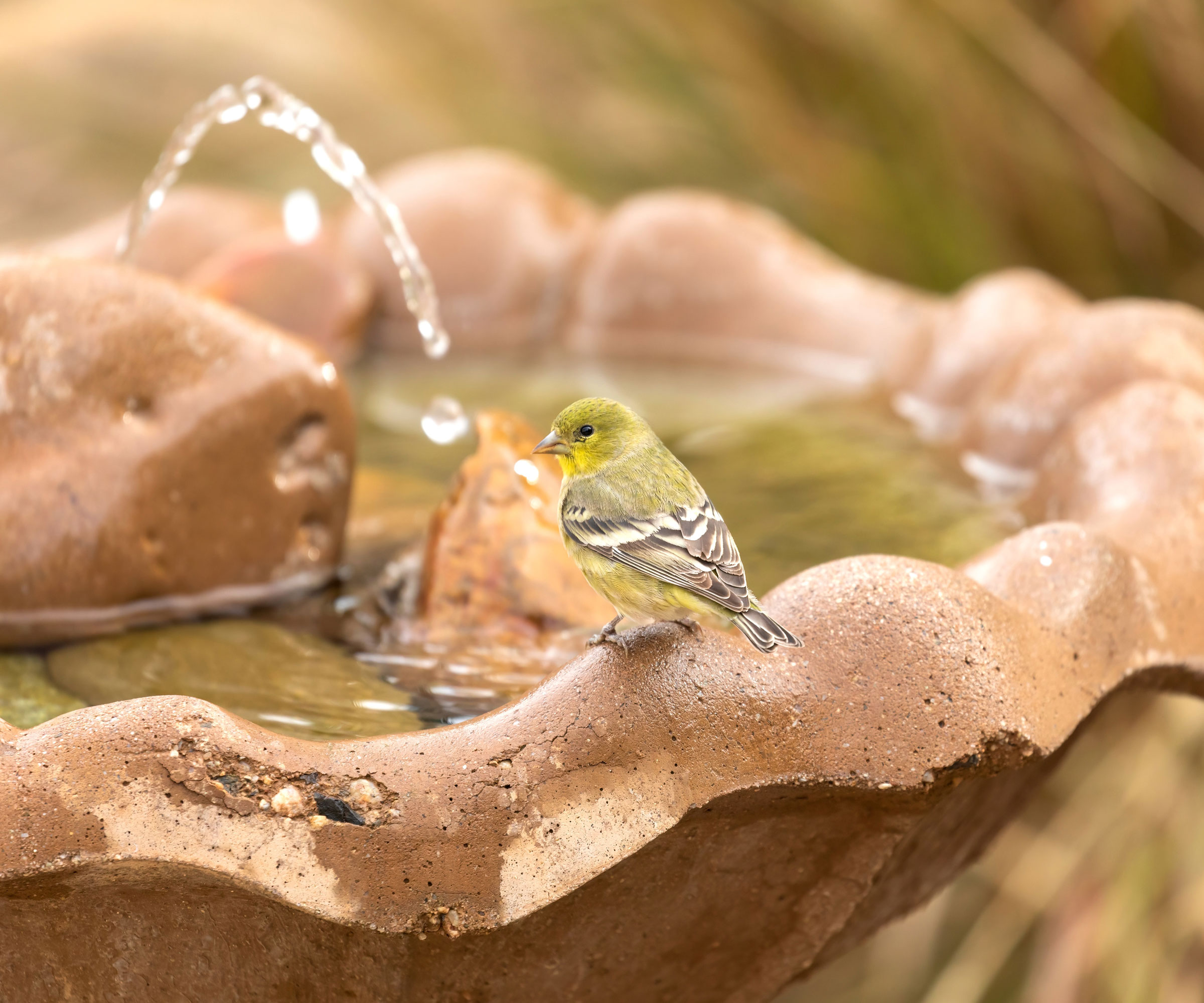 pine warbler bird sitting on stone bird bath filled with water and containing a water feature
