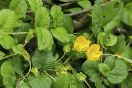 Creeping Jenny Plant