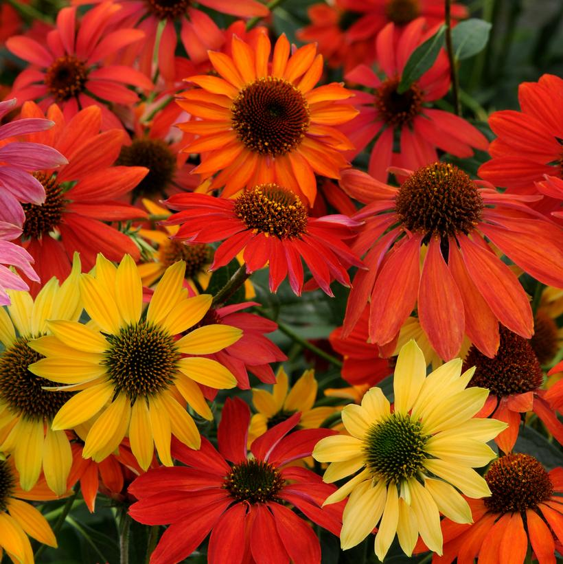 Cheyenne Spirit Coneflower