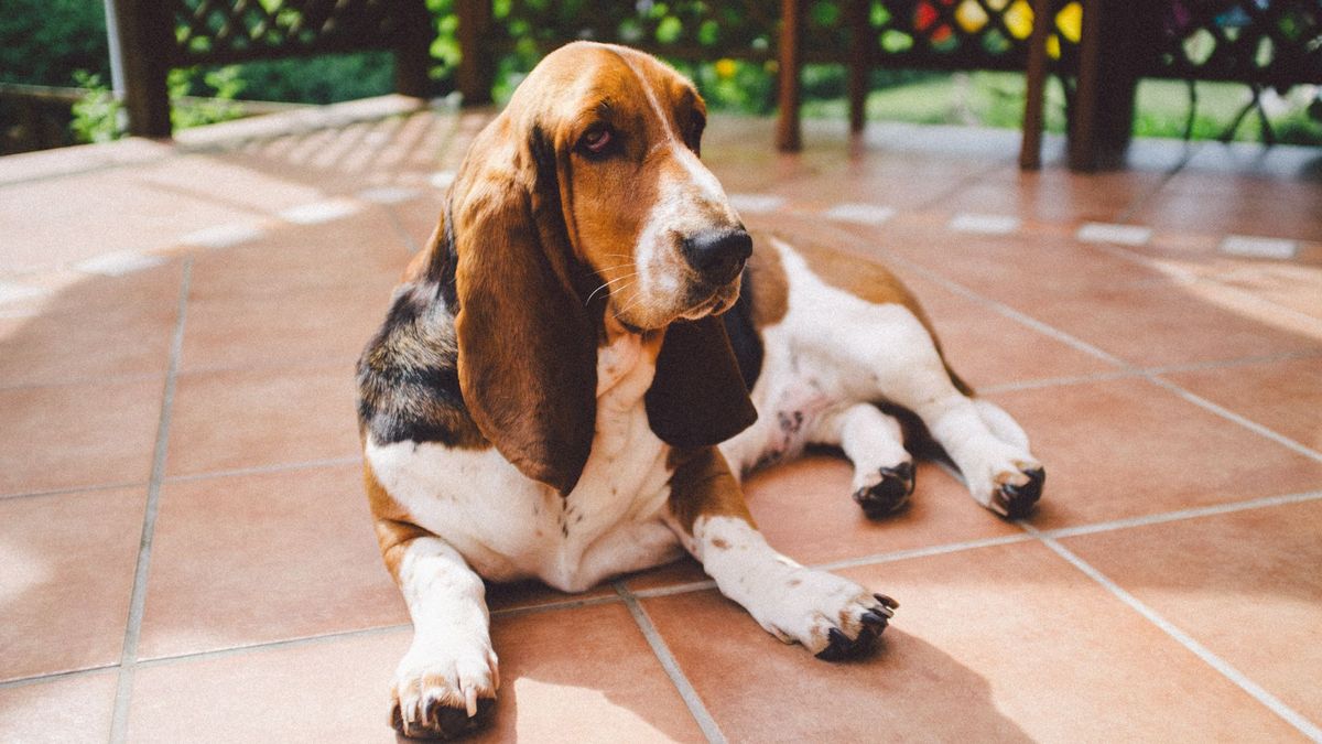 Hound dog breeds: 19 varieties and breed information | PetsRadar