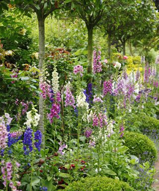 Foxgloves growing under the shade of a row of trees and clipped evergreen shrubs