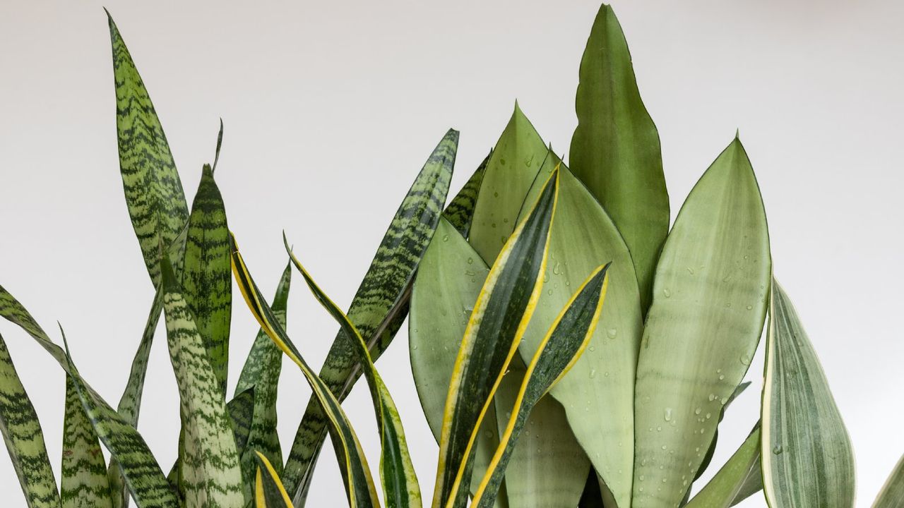 Many varieties of snake plant leaves