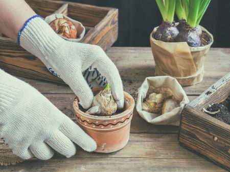 Gardener With Gloves Planting Bulbs