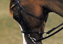 dressage31.jpg