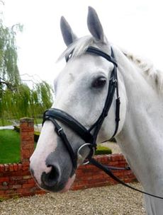 Mark Todd Patent Dressage Bridle