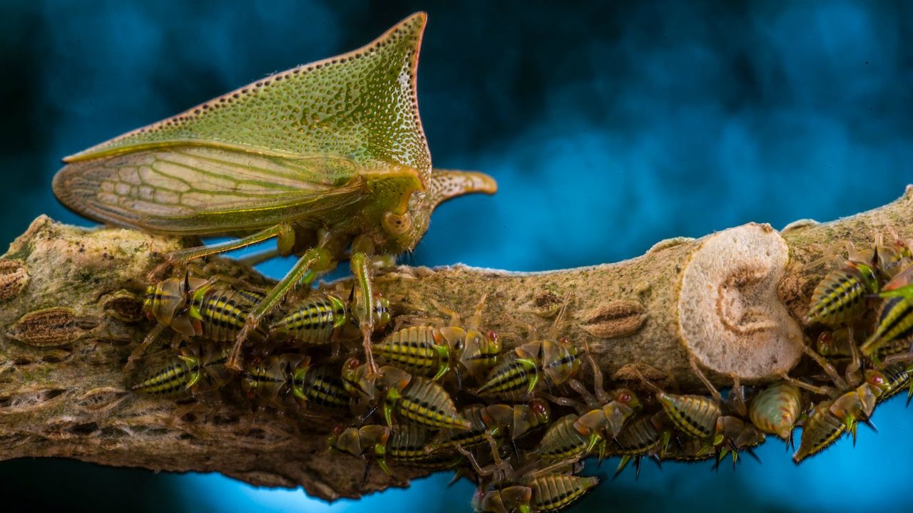 Wildlife Photographer of the Year winners