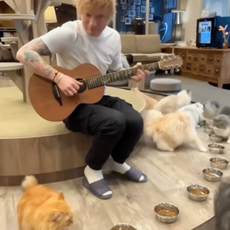 Ed Sheeran serenading cats