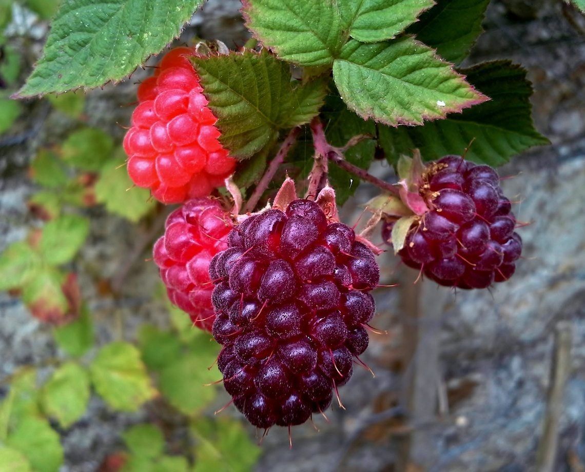 Red Loganberry Plant