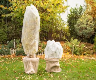 Potted tree and shrub wrapped in fleece in the fall