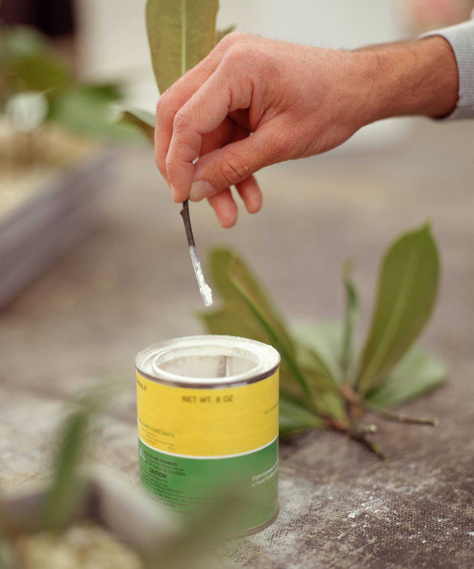 Rooting hormone on end of cutting being propagated