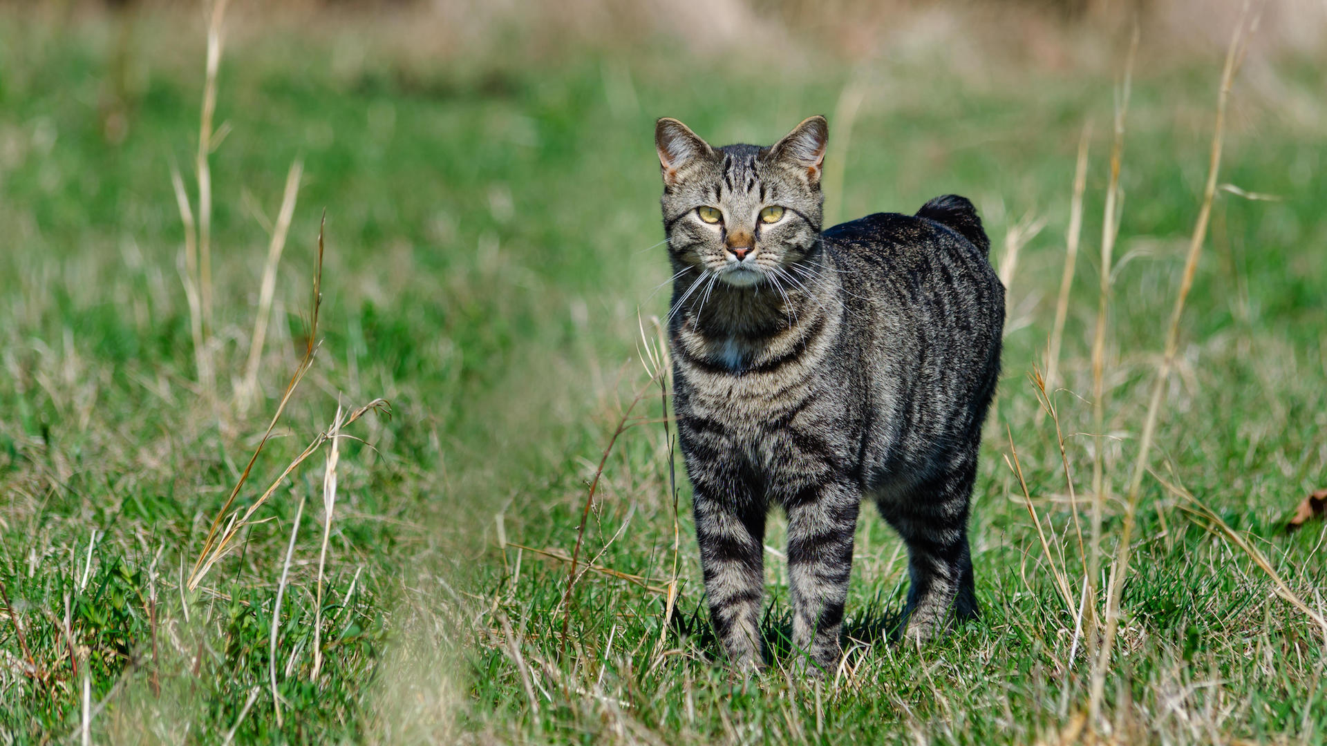 Manx cat in field