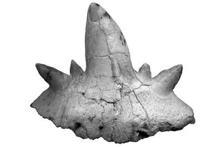 prehistoric shark tooth