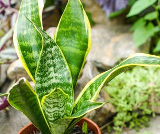 snake plant dwarf laurentii in indoor rockery