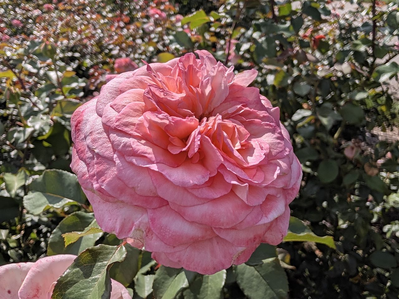 A macro photo sample of a pink rose, taken with a Google Pixel 11 Pro
