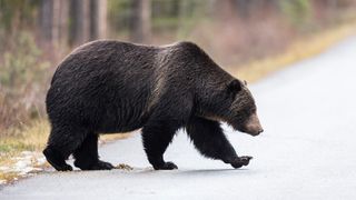 Grizzly bear crossing road, Canada
