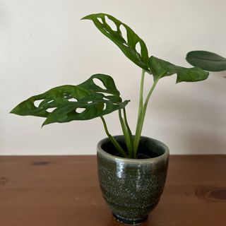 Small monstera houseplant in ceramic pot on wooden shelf