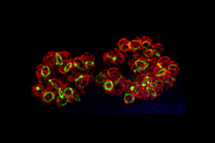 Many antibiotics work by blocking bacteria from making a mesh-like polymer by strengthening cell walls