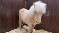 Bert-Stable.jpg
