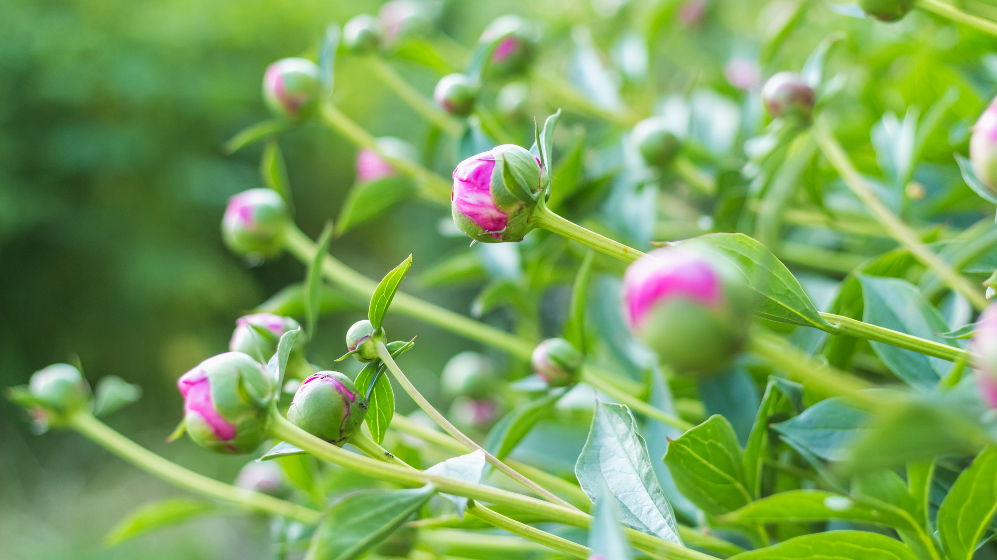 peony buds on a plant 