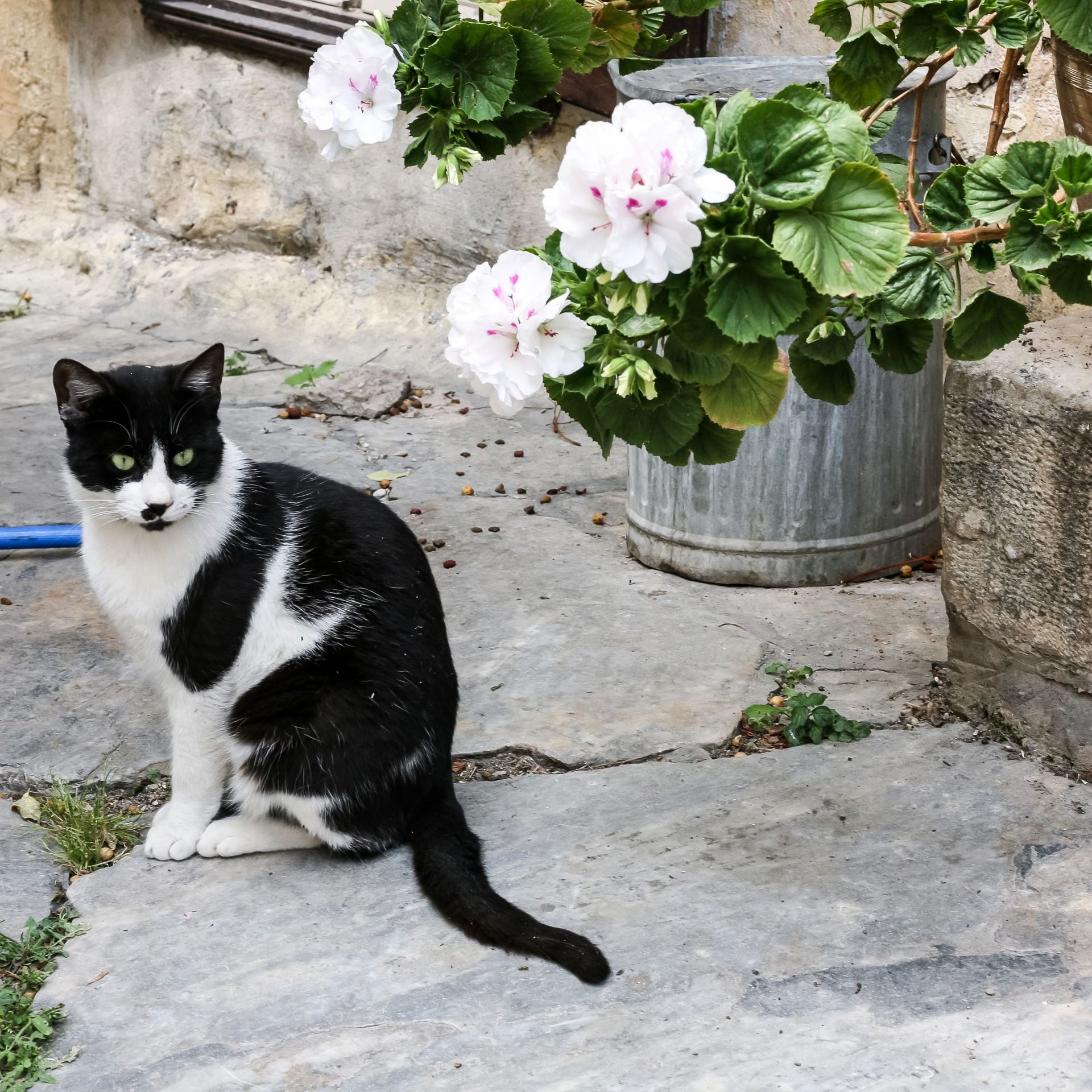 how-to-stop-cats-pooping-in-garden-in-five-easy-steps-ideal-home