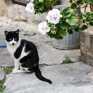 Black and white cat on patio