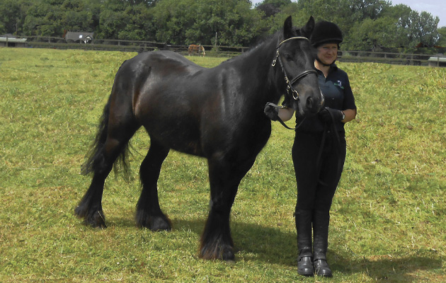 Dibble after care from World Horse Welfare