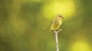 Small yellow-brown bird perched on a thin branch against a blurred green and yellow background