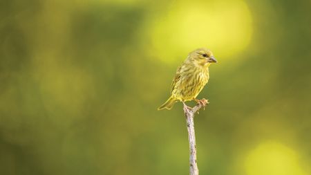 Small yellow-brown bird perched on a thin branch against a blurred green and yellow background