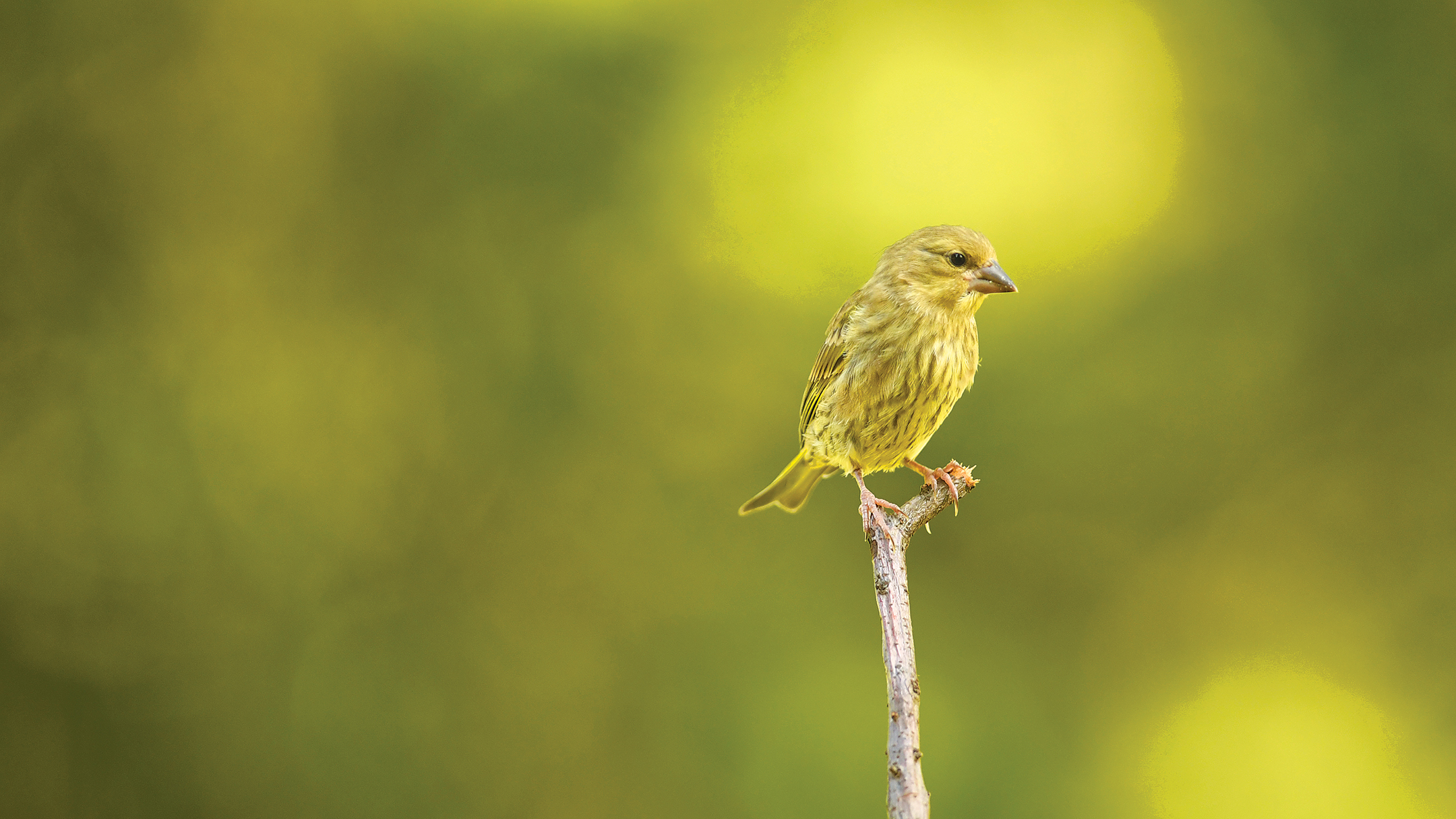 Small yellow-brown bird perched on a thin branch against a blurred green and yellow background