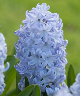 'Blue Eyes' hyacinth variety in bloom