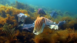 Spy cuttlefish among some other cuttlefish in Spy in the Ocean