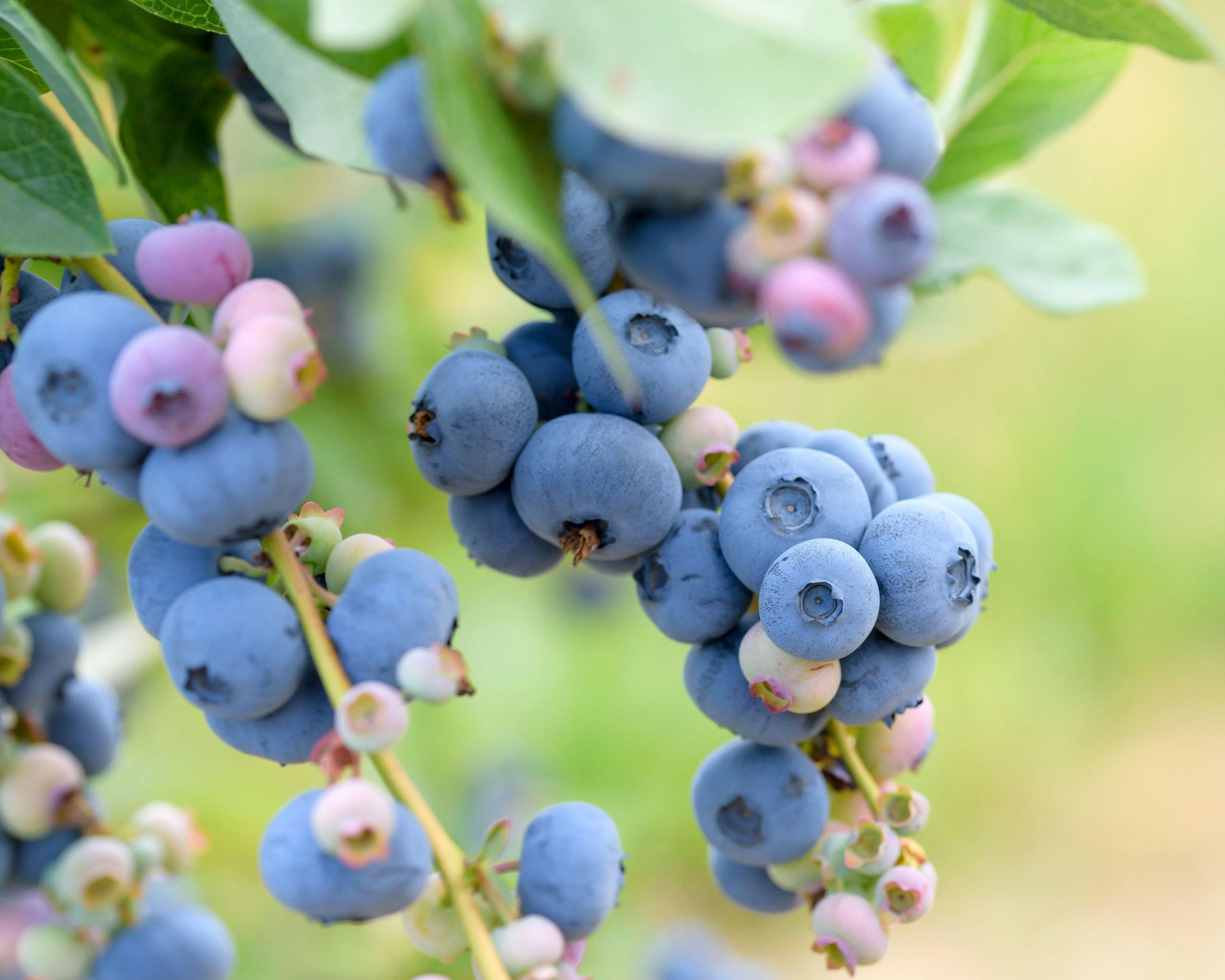 How to grow blueberries expert tips for these tasty fruits Gardeningetc