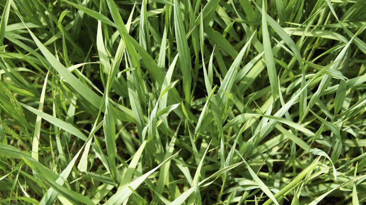  close up view of high grass blades