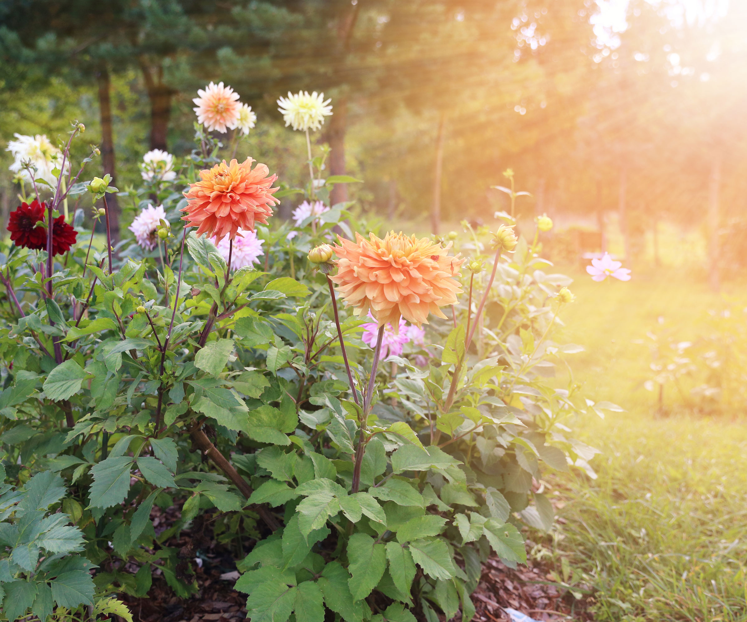 dahlia plants in sunny part of garden