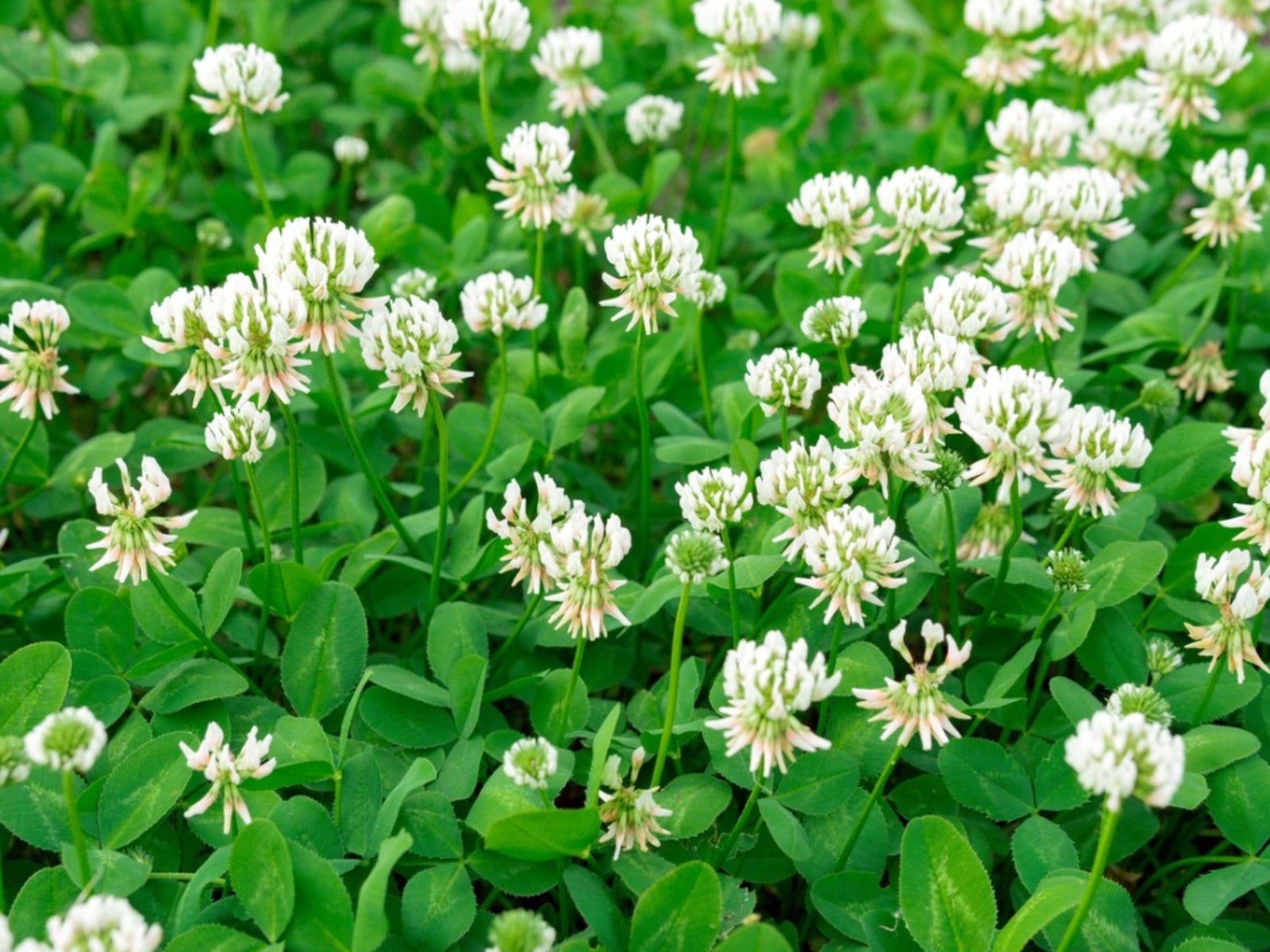 Grow A White Clover Lawn Using Clover As A Grass Substitute Gardening Know How