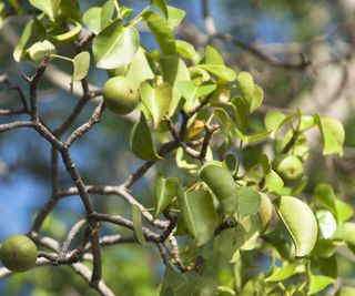 Manchineel tree with evergreen, glossy leaves in a garden