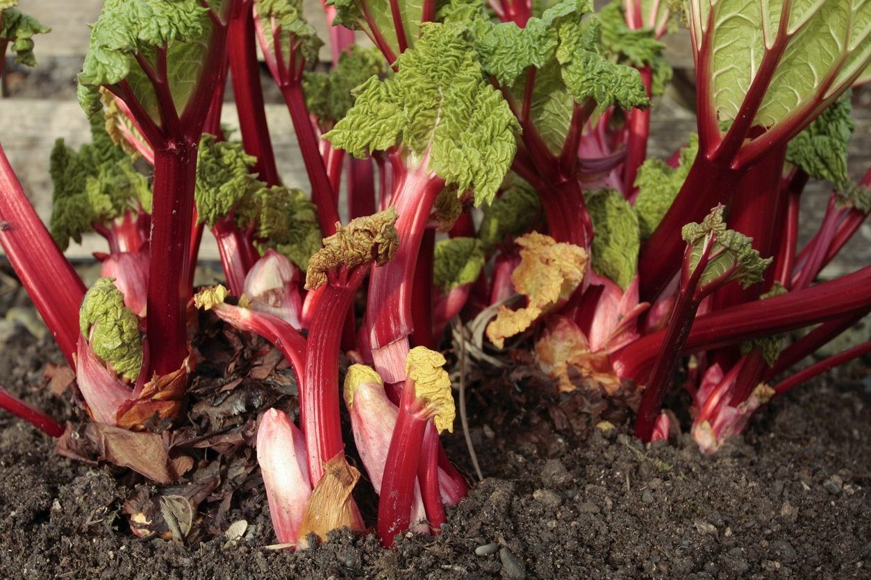 Rhubar Plants In Soil