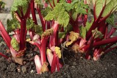 Rhubar Plants In Soil