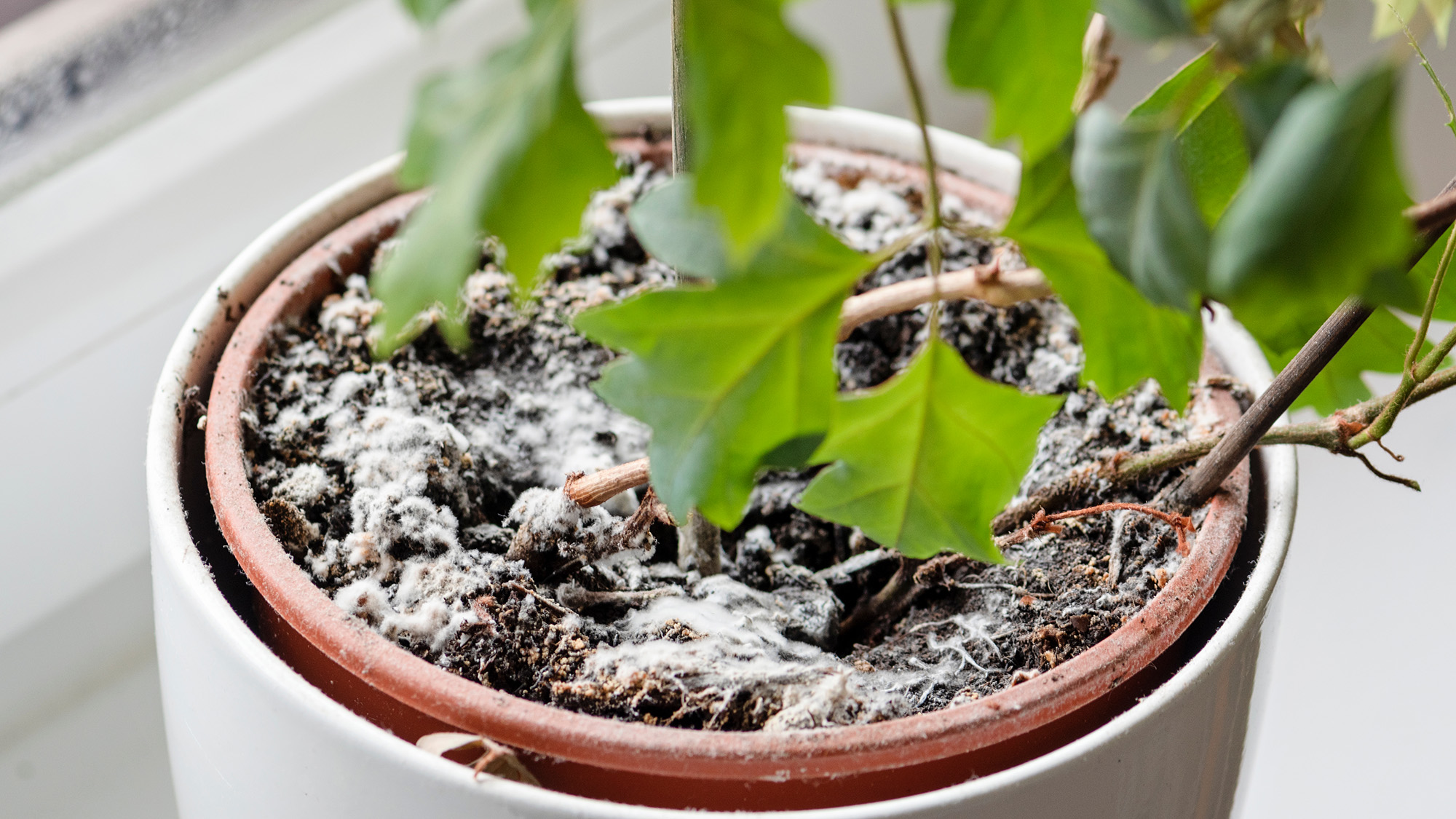 white mold on houseplant soil