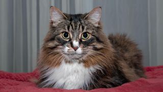 A Siberian brown tabby with white, like the original foundation tomcat