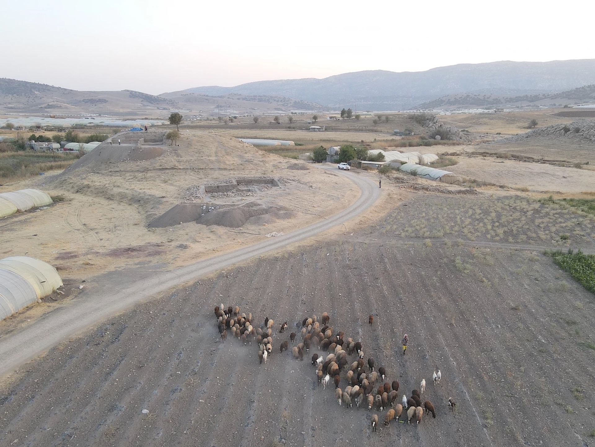 a group of sheep roam through hills and plains