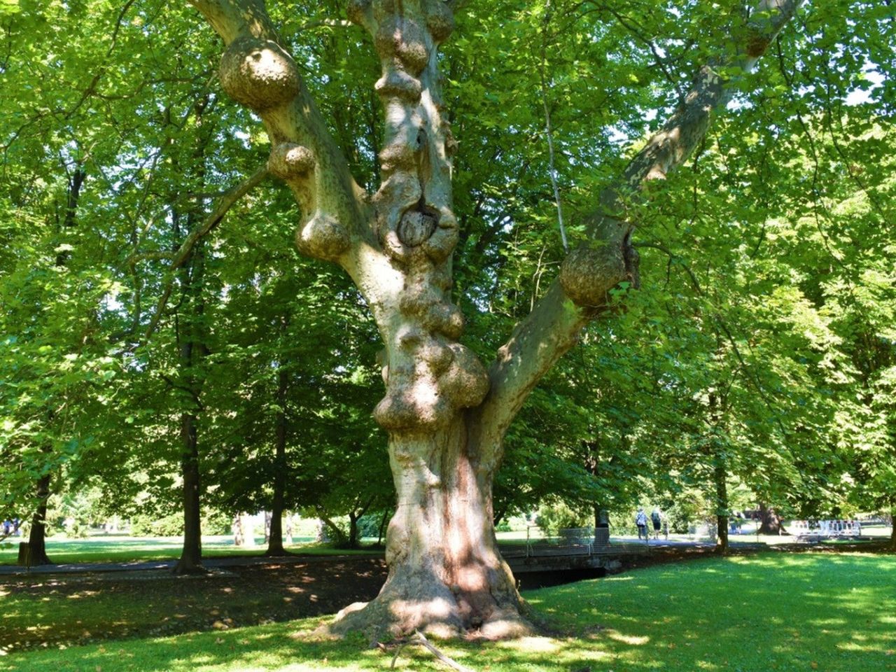 A large sycamore tree covered in burls