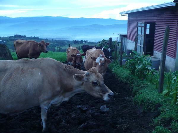The cows watched the riders go by.