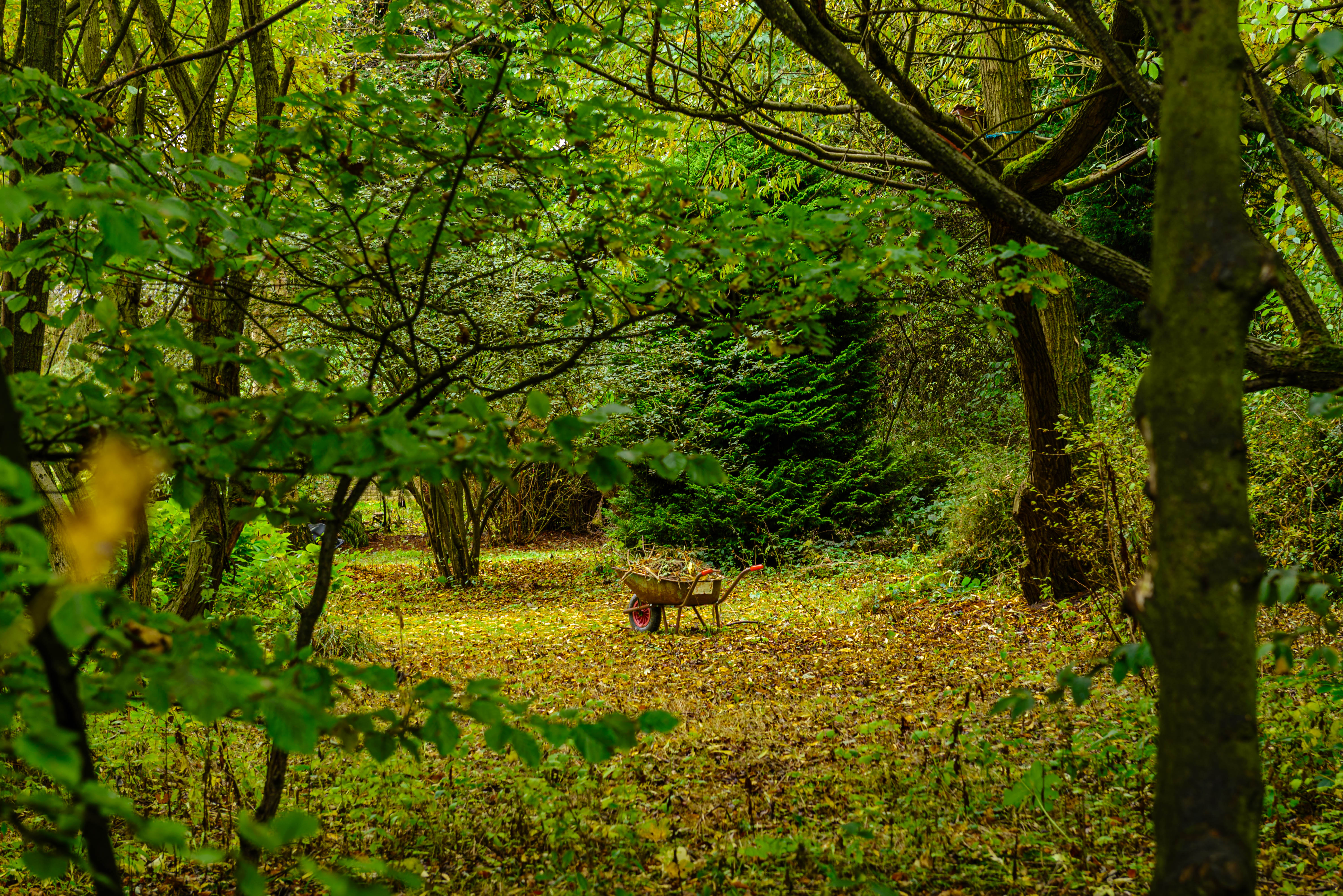 Wheelbarrow being used to clean up a garden in autumn.