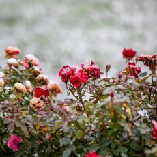 Roses covered in winter snow