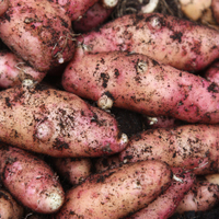 Seed potatoes: from £2.49 | Crocus