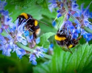 bumble bees on salvia